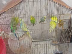 love bird urgent sale call 030.5872. 55.99