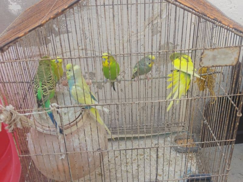 love bird urgent sale call 030.5872. 55.99 0