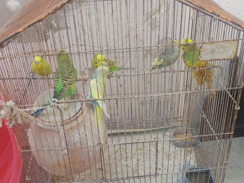 love bird urgent sale call 030.5872. 55.99 1