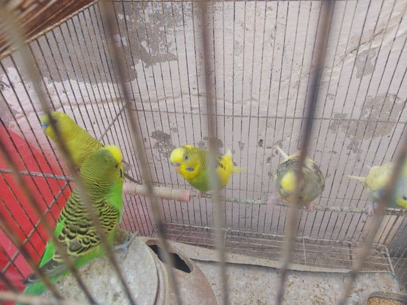 love bird urgent sale call 030.5872. 55.99 2