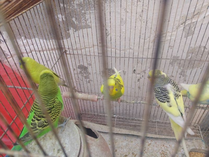 love bird urgent sale call 030.5872. 55.99 3