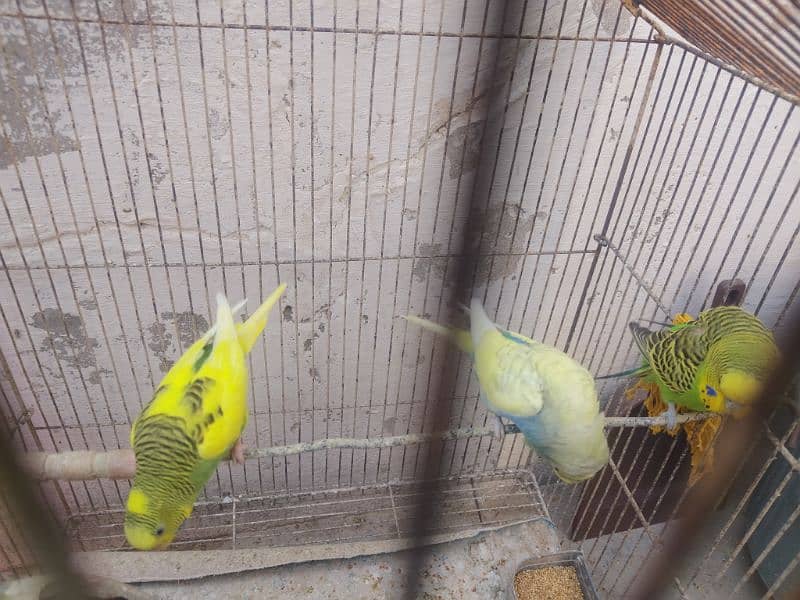 love bird urgent sale call 030.5872. 55.99 4