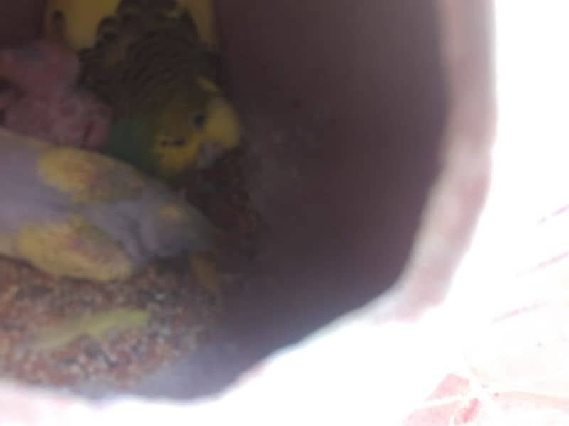 love bird urgent sale call 030.5872. 55.99 5