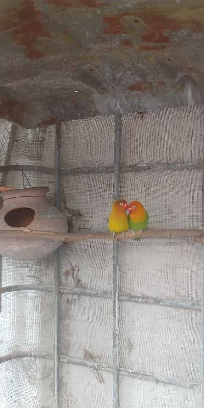 lovebirds and bajri 0