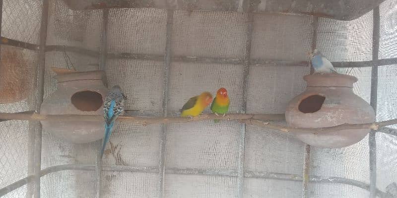 lovebirds and bajri 1