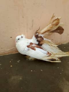 American pigeon janbo size