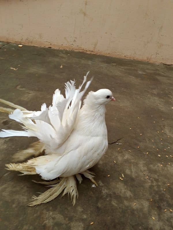 American pigeon janbo size 2