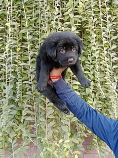 black German Shepherd long coat