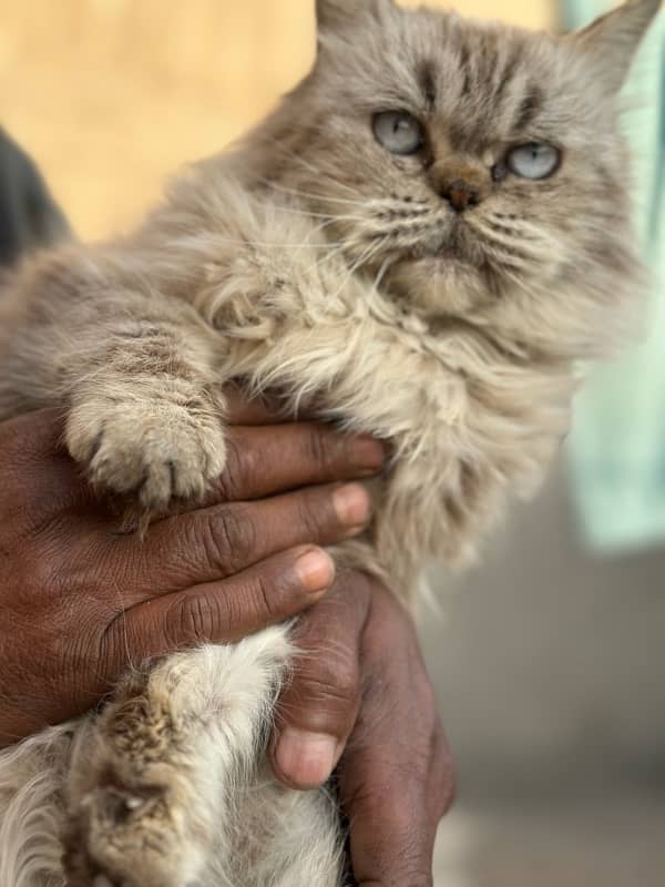 persian cat tripple coat punch face white eyes 0