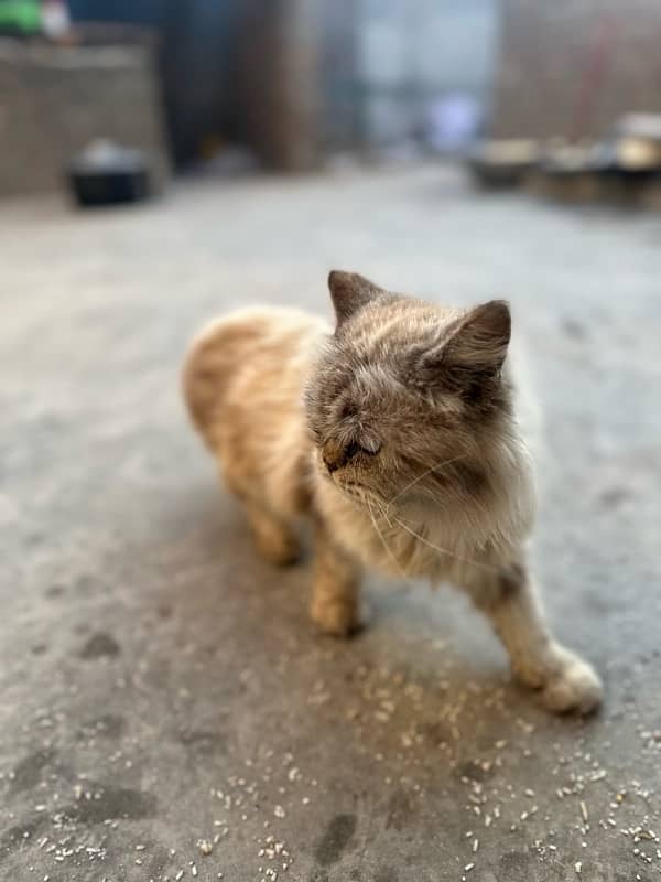 persian cat tripple coat punch face white eyes 5