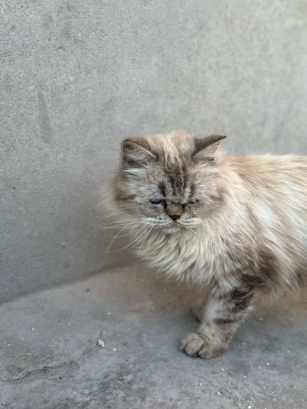 persian cat tripple coat punch face white eyes 7