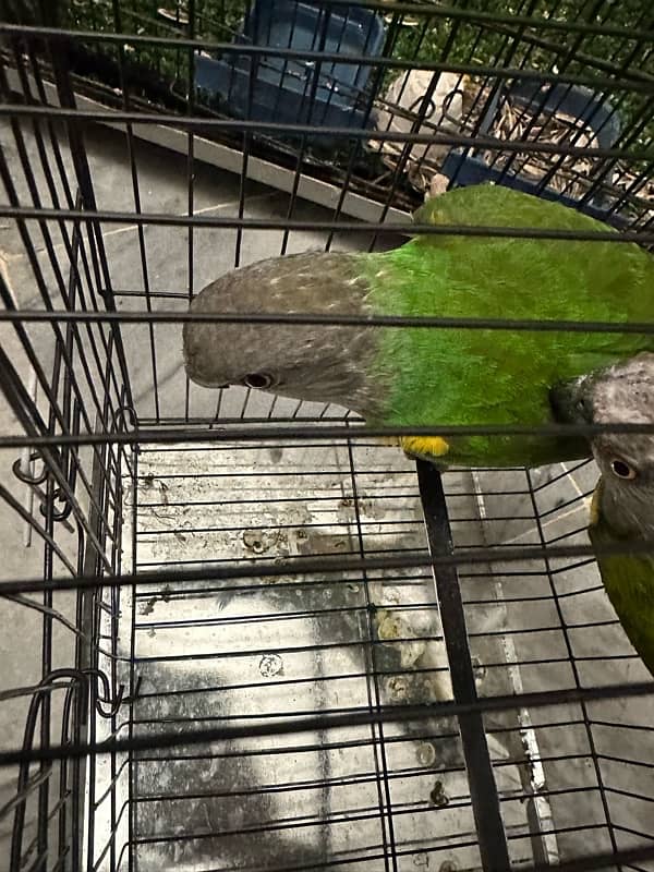 Senegal parrot for sale pair 2