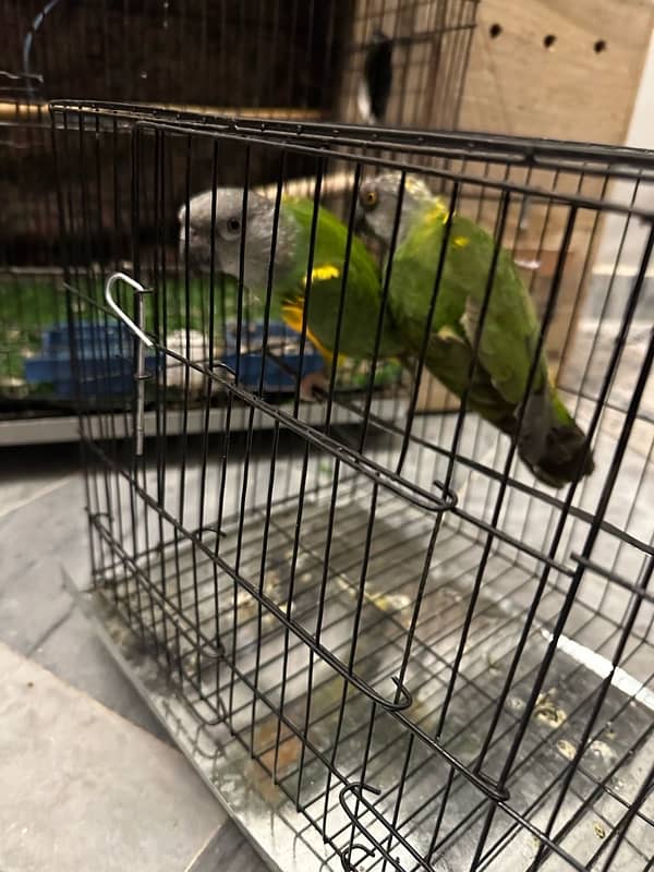 Senegal parrot for sale pair 3