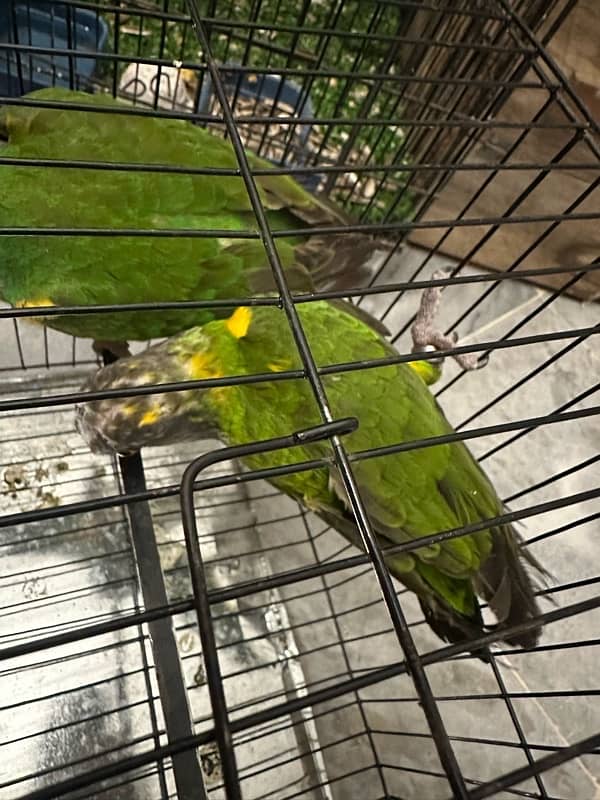 Senegal parrot for sale pair 1