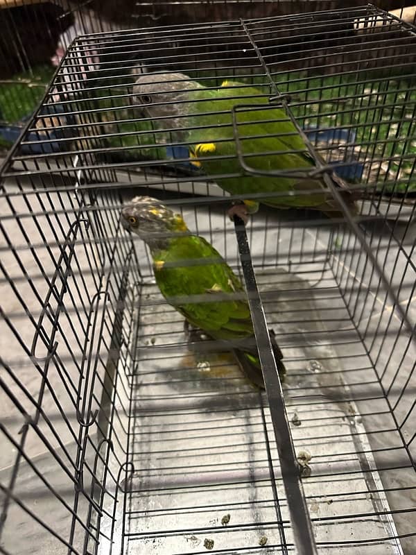 Senegal parrot for sale pair 0