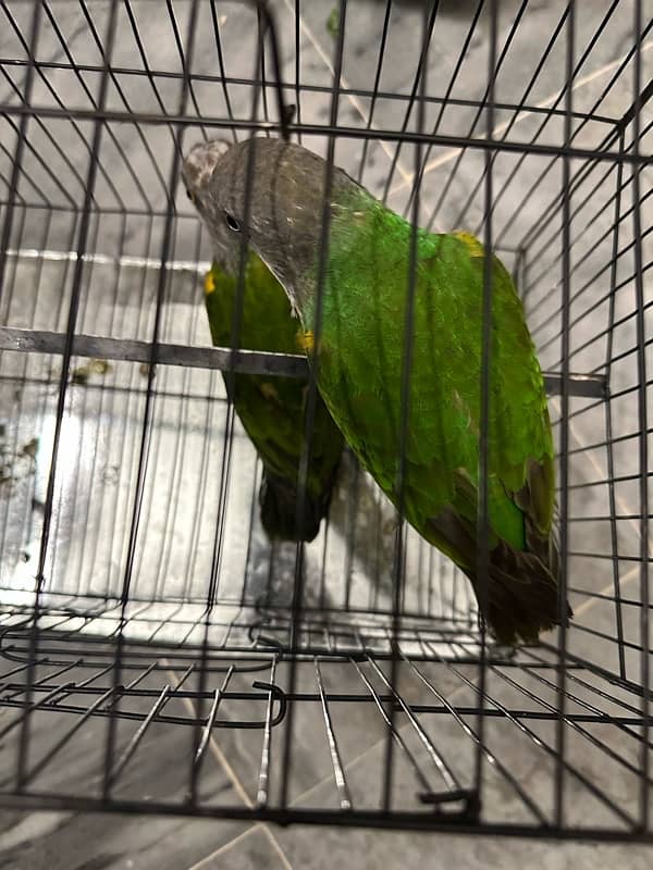 Senegal parrot for sale pair 4