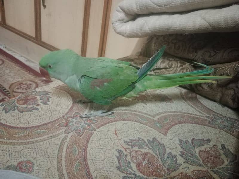 raw parrots for sale hand tame taking start kashmiri raw 0