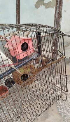 parrots for sale aseel for sale