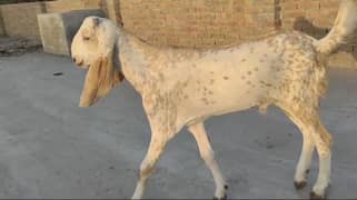 مکھی