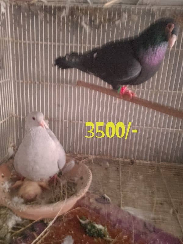 cages and pigeon for sale 5