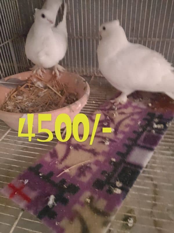 cages and pigeon for sale 6