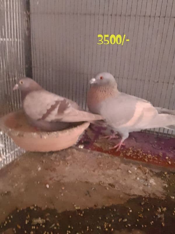 cages and pigeon for sale 7