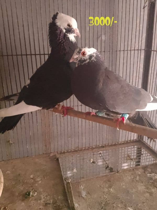 cages and pigeon for sale 8