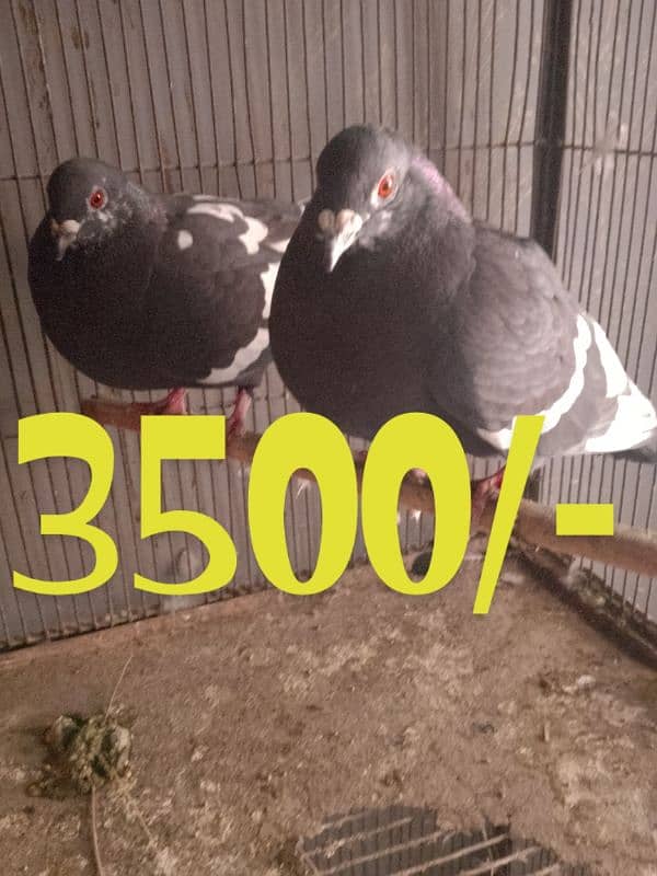 cages and pigeon for sale 9