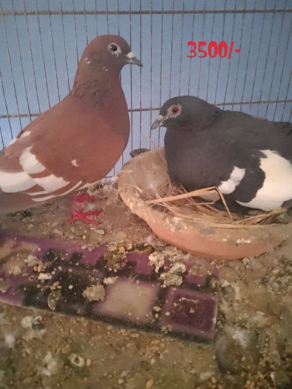 cages and pigeon for sale 12