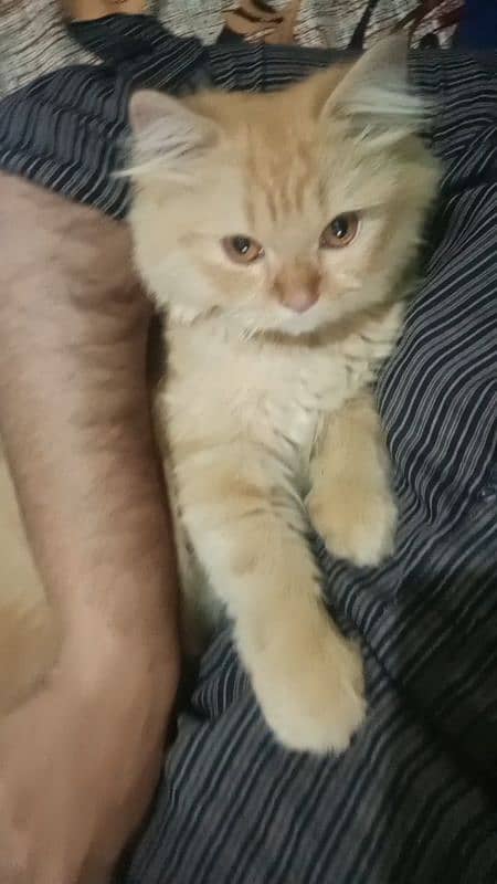 Urgent Male persian cat for sale 1