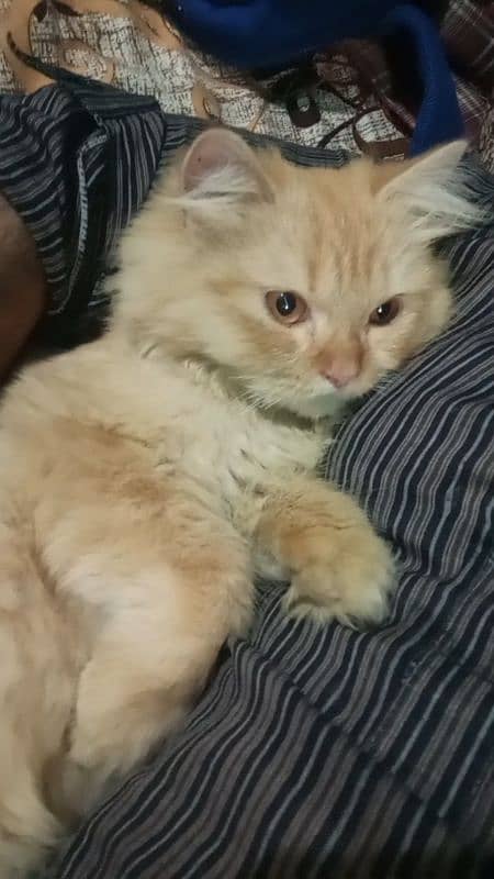 Urgent Male persian cat for sale 2