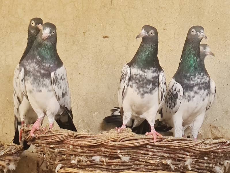 Royal Teddy pigeons are for for sale. 0