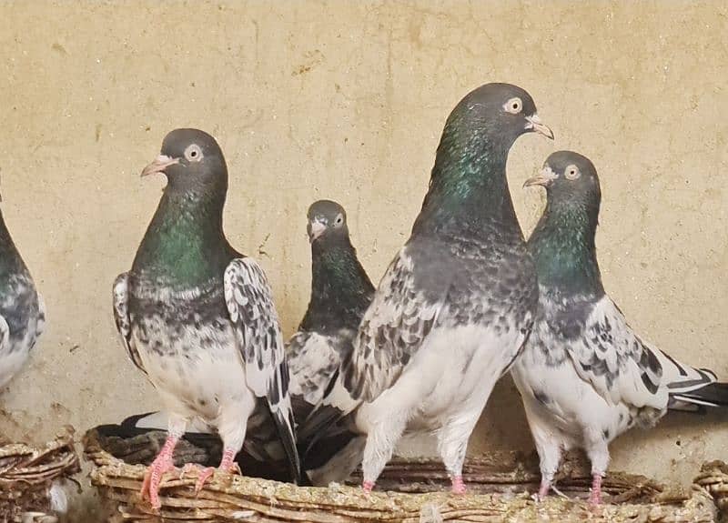 Royal Teddy pigeons are for for sale. 1