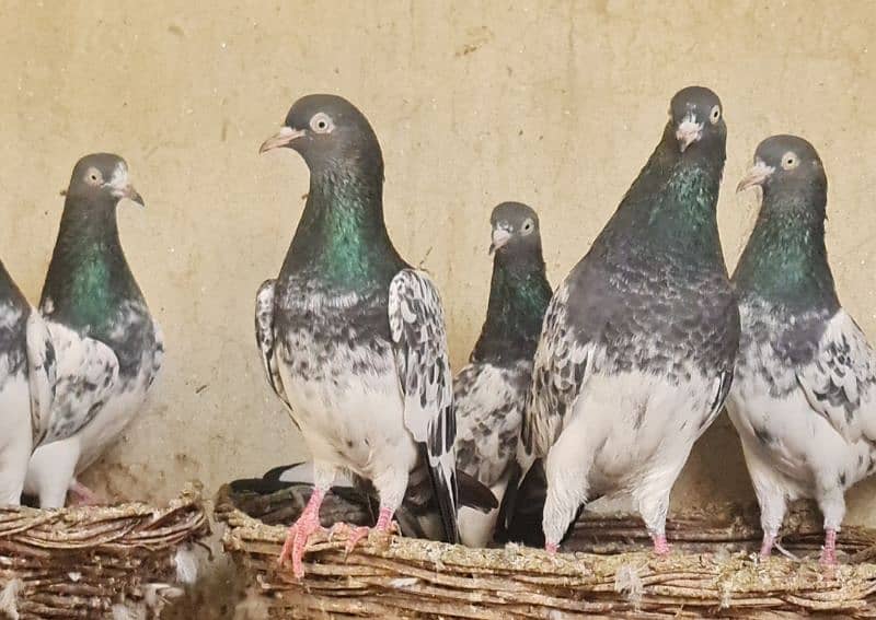 Royal Teddy pigeons are for for sale. 2