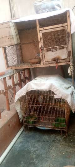 Gray java piar cage budges for sale