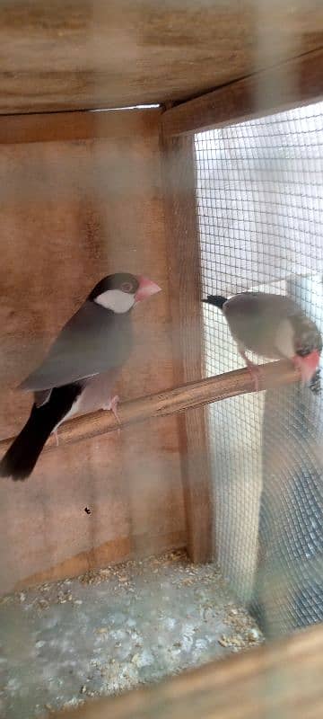 Gray java piar cage budges for sale 1