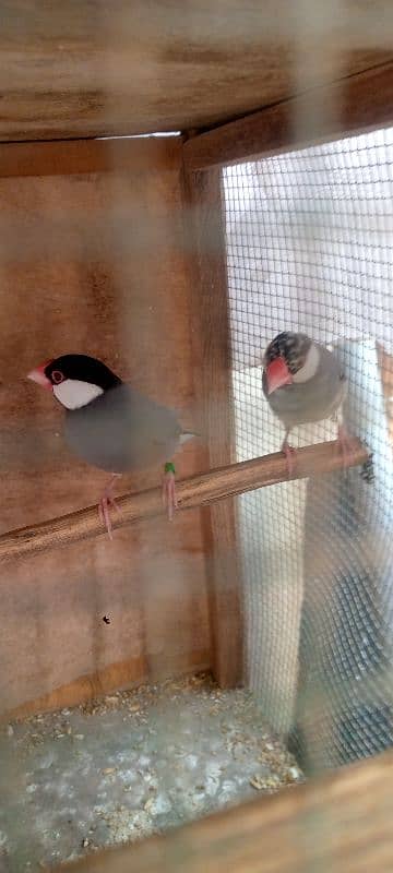 Gray java piar cage budges for sale 2