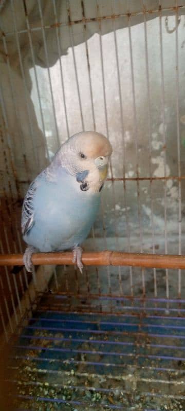 Gray java piar cage budges for sale 3