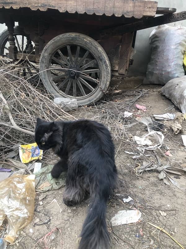 Persian cat 2 coat age 1 years urgent sale 0