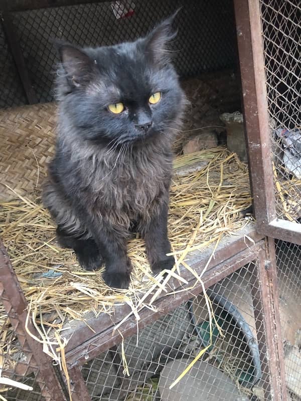 Persian cat 2 coat age 1 years urgent sale 2