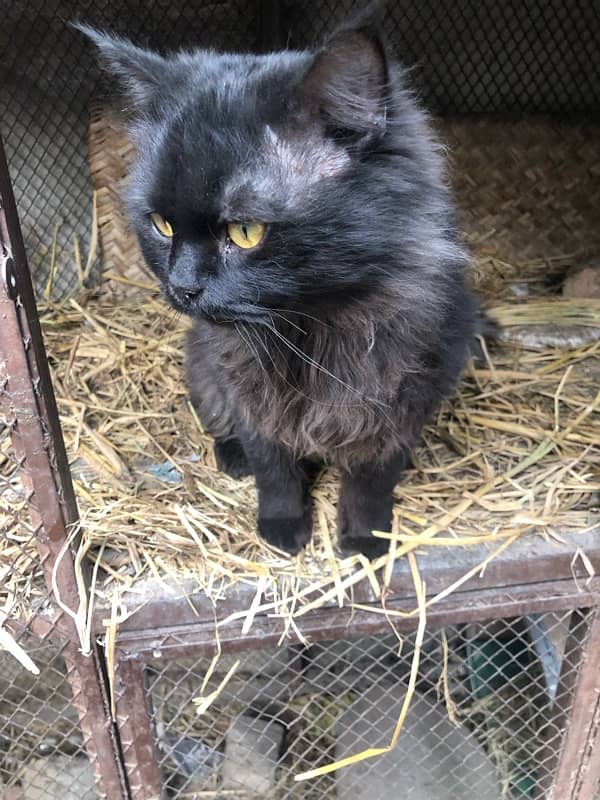 Persian cat 2 coat age 1 years urgent sale 4