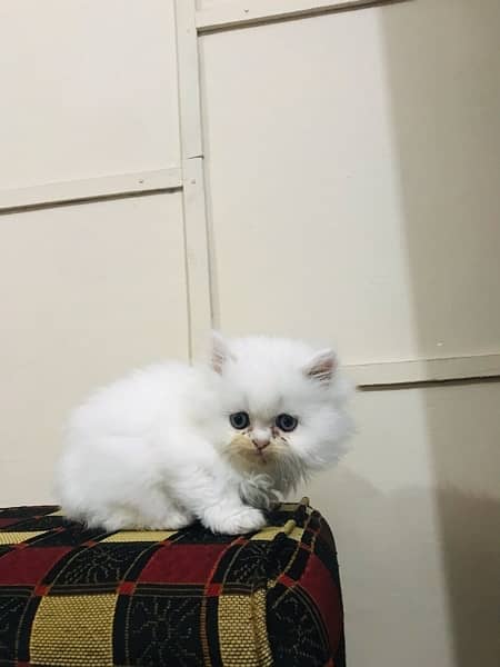 persian kitten 2