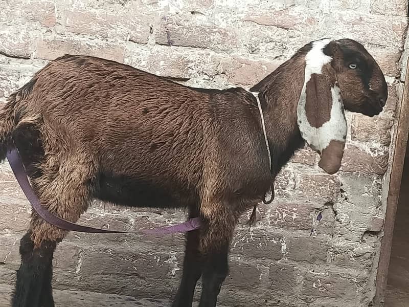 l desi Goat | Bakra | nagara bakra   | Goat for sale 0