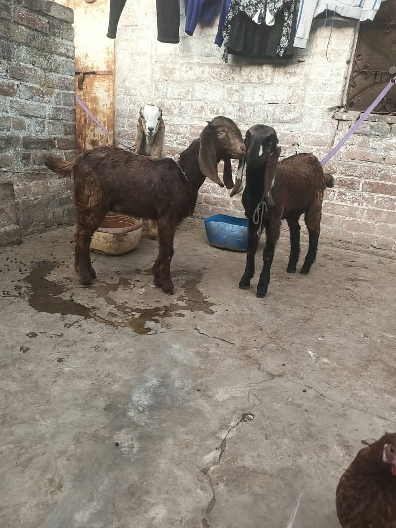 l desi Goat | Bakra | nagara bakra   | Goat for sale 1