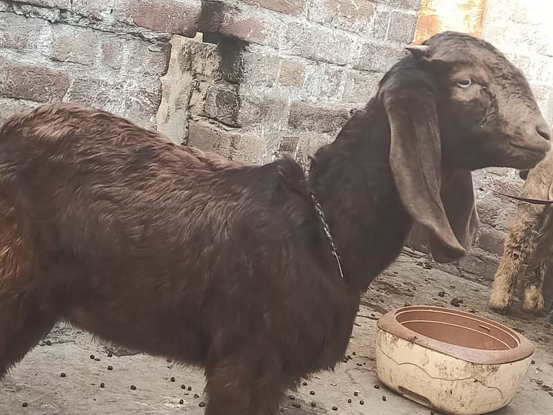 l desi Goat | Bakra | nagara bakra   | Goat for sale 2