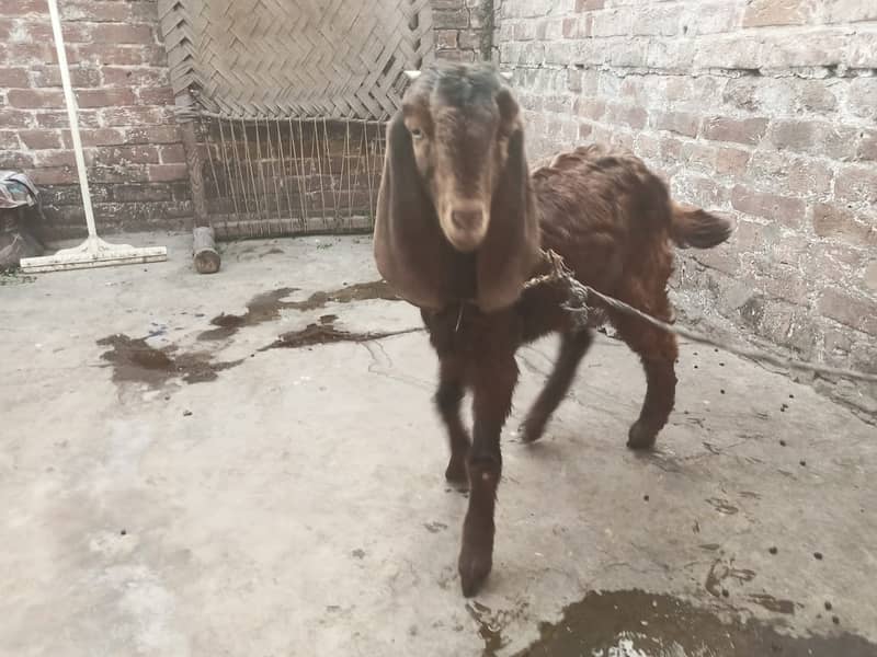 l desi Goat | Bakra | nagara bakra   | Goat for sale 3