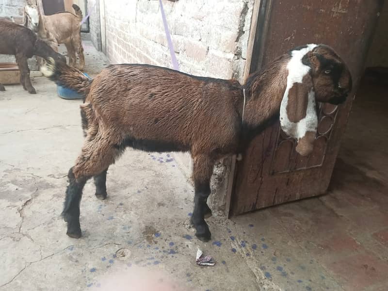 l desi Goat | Bakra | nagara bakra   | Goat for sale 4