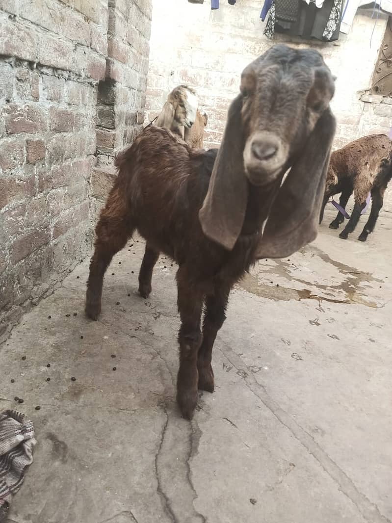 l desi Goat | Bakra | nagara bakra   | Goat for sale 5