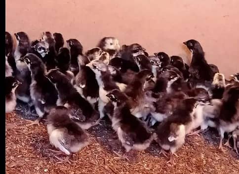 golden misr | lohman brown| eggs laying hens |desi chicks |03274087584 0