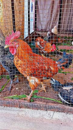 Golden Misri Murga For sale